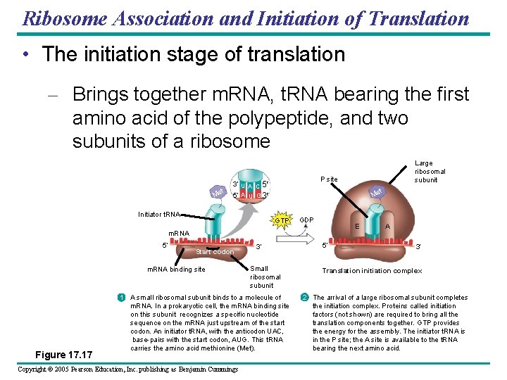Ribosome Association and Initiation of Translation • The initiation stage of translation – Brings