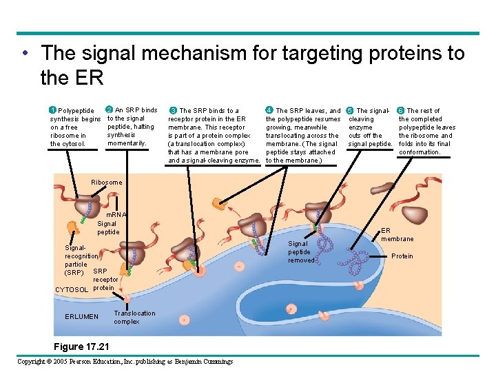  • The signal mechanism for targeting proteins to the ER 1 Polypeptide synthesis