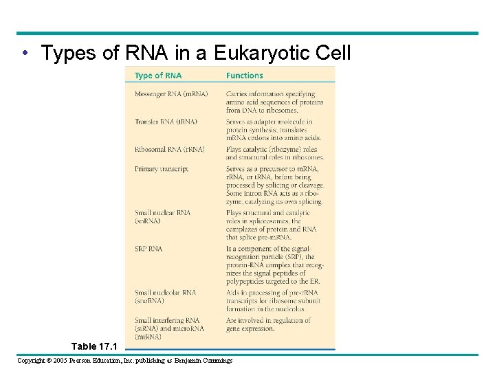  • Types of RNA in a Eukaryotic Cell Table 17. 1 Copyright ©