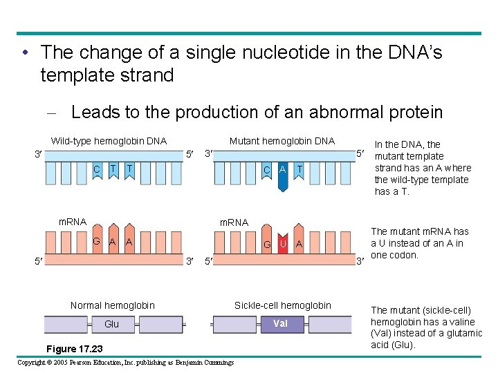  • The change of a single nucleotide in the DNA’s template strand –