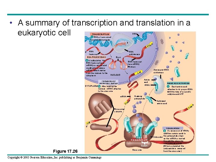  • A summary of transcription and translation in a eukaryotic cell DNA TRANSCRIPTION