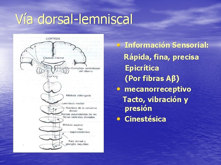 Vía dorsal-lemniscal • Información Sensorial: Rápida, fina, precisa Epicrítica (Por fibras Aβ) • mecanorreceptivo