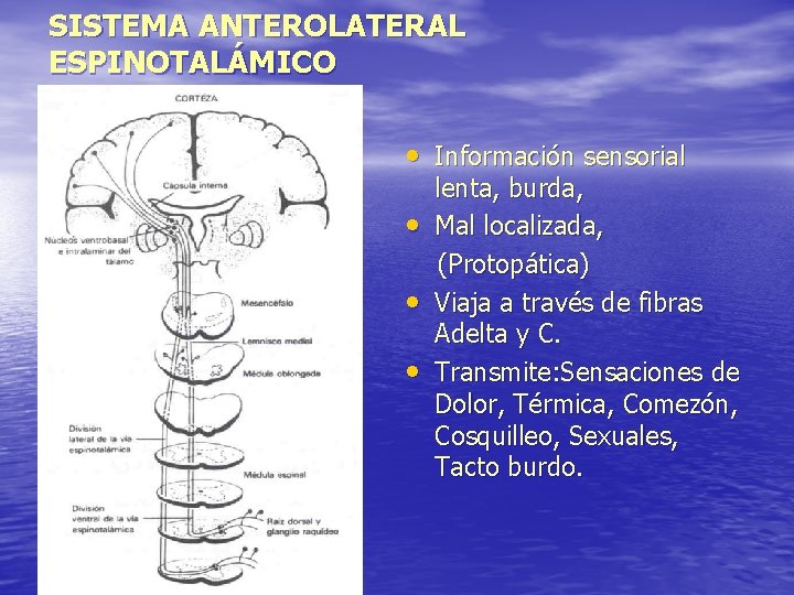 SISTEMA ANTEROLATERAL ESPINOTALÁMICO • Información sensorial • • • lenta, burda, Mal localizada, (Protopática)