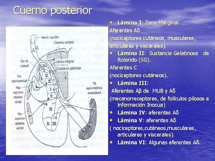 Cuerno posterior • Lámina I: Zona Marginal Aferentes Aδ (nociceptores cutáneos, musculares, articulares y