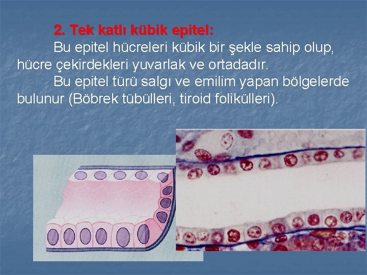 2. Tek katlı kübik epitel: Bu epitel hücreleri kübik bir şekle sahip olup, hücre