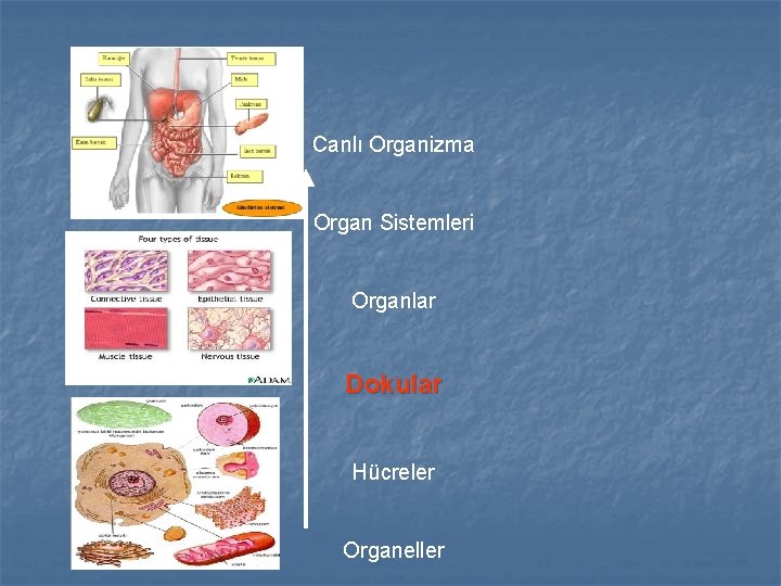 Canlı Organizma Organ Sistemleri Organlar Dokular Hücreler Organeller 