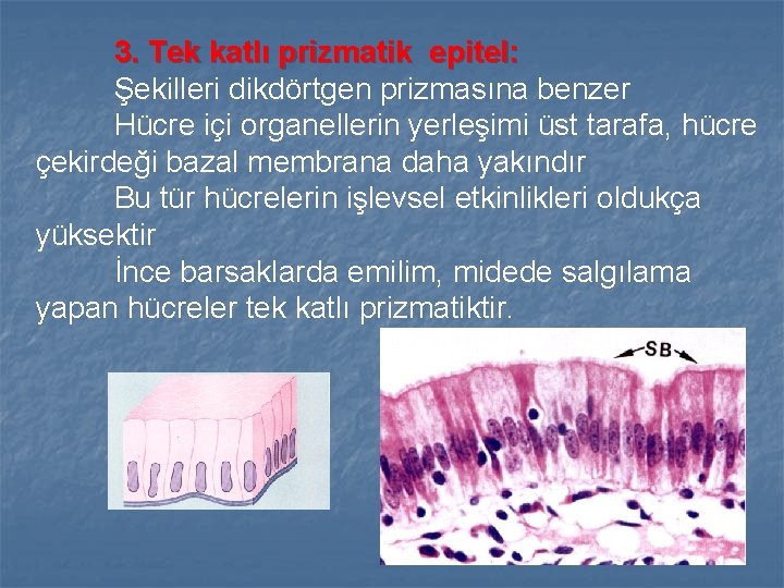 3. Tek katlı prizmatik epitel: Şekilleri dikdörtgen prizmasına benzer Hücre içi organellerin yerleşimi üst