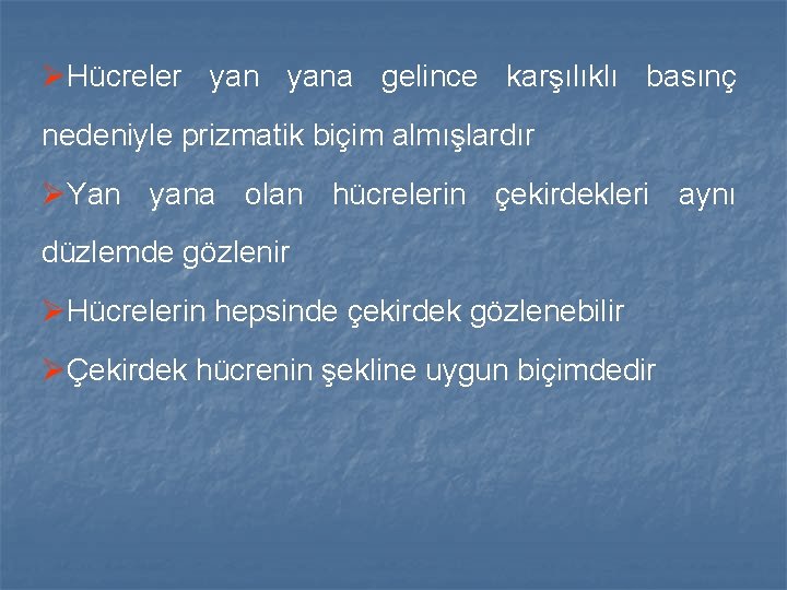 ØHücreler yana gelince karşılıklı basınç nedeniyle prizmatik biçim almışlardır ØYan yana olan hücrelerin çekirdekleri