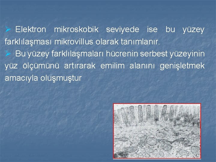 Ø Elektron mikroskobik seviyede ise bu yüzey farklılaşması mikrovillus olarak tanımlanır. Ø Bu yüzey