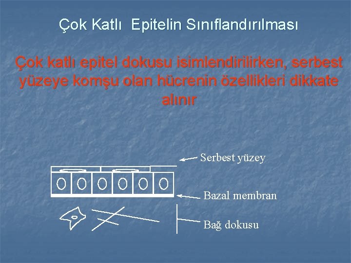 Çok Katlı Epitelin Sınıflandırılması Çok katlı epitel dokusu isimlendirilirken, serbest yüzeye komşu olan hücrenin