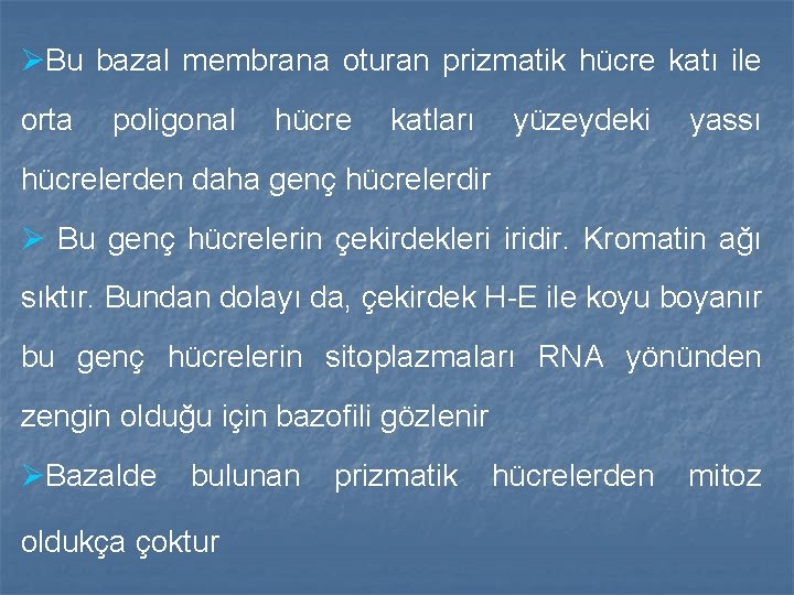 ØBu bazal membrana oturan prizmatik hücre katı ile orta poligonal hücre katları yüzeydeki yassı