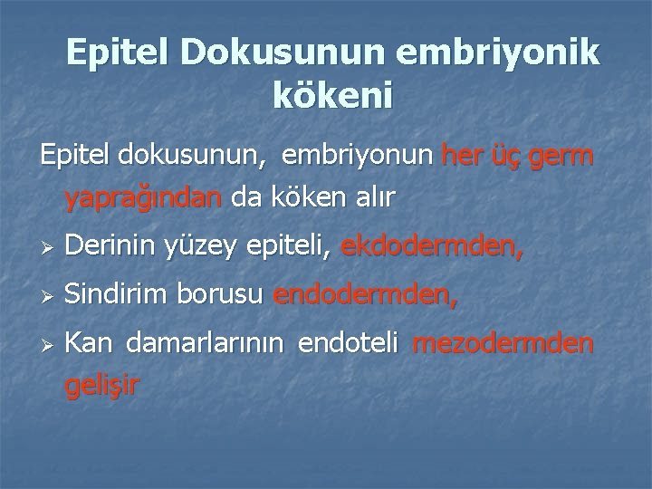 Epitel Dokusunun embriyonik kökeni Epitel dokusunun, embriyonun her üç germ yaprağından da köken alır