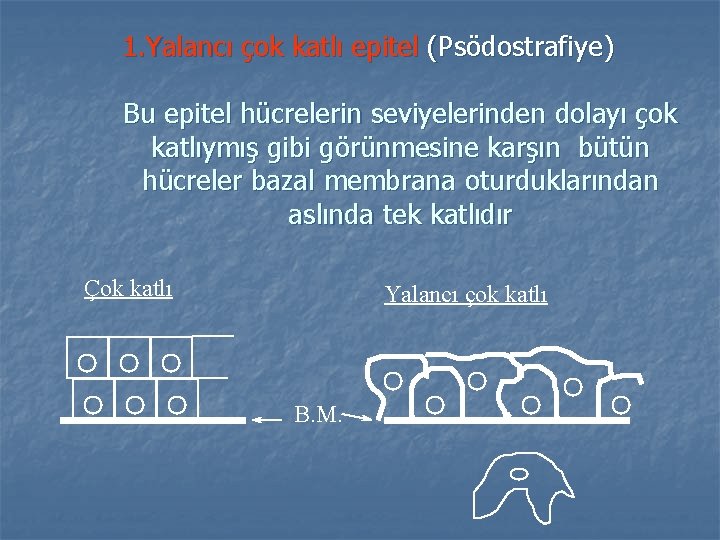 1. Yalancı çok katlı epitel (Psödostrafiye) Bu epitel hücrelerin seviyelerinden dolayı çok katlıymış gibi