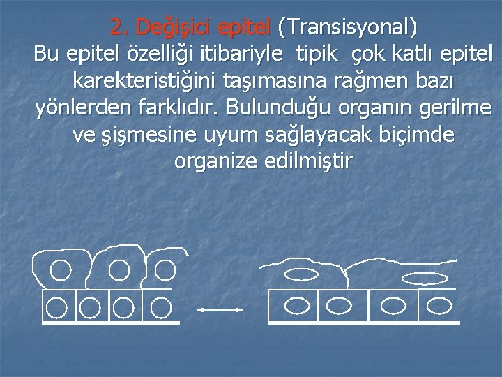 2. Değişici epitel (Transisyonal) Bu epitel özelliği itibariyle tipik çok katlı epitel karekteristiğini taşımasına