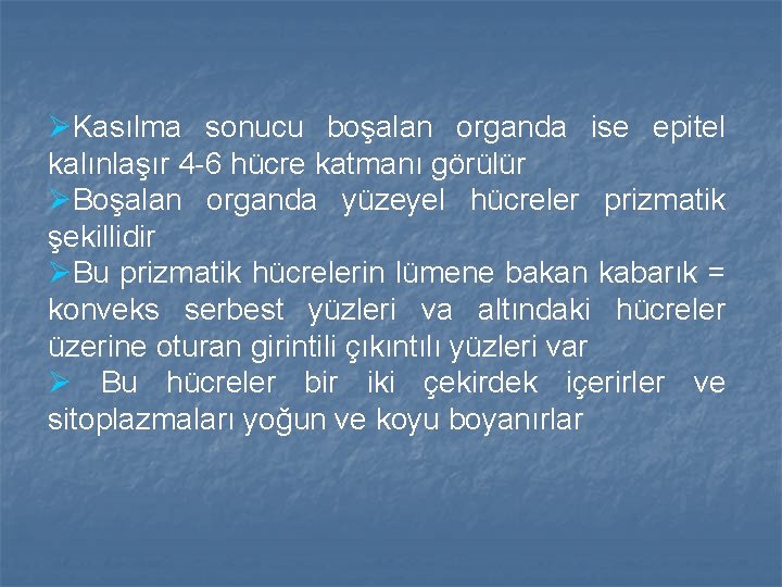 ØKasılma sonucu boşalan organda ise epitel kalınlaşır 4 -6 hücre katmanı görülür ØBoşalan organda