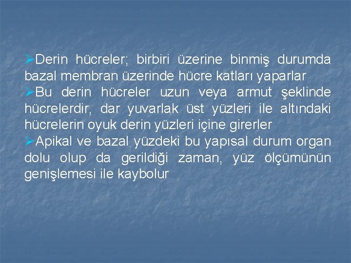 ØDerin hücreler; birbiri üzerine binmiş durumda bazal membran üzerinde hücre katları yaparlar ØBu derin