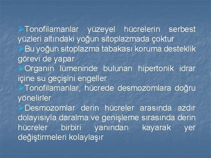 ØTonofilamanlar yüzeyel hücrelerin serbest yüzleri altındaki yoğun sitoplazmada çoktur ØBu yoğun sitoplazma tabakası koruma