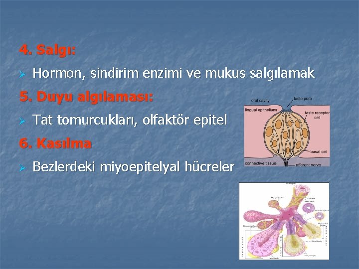 4. Salgı: Ø Hormon, sindirim enzimi ve mukus salgılamak 5. Duyu algılaması: Ø Tat