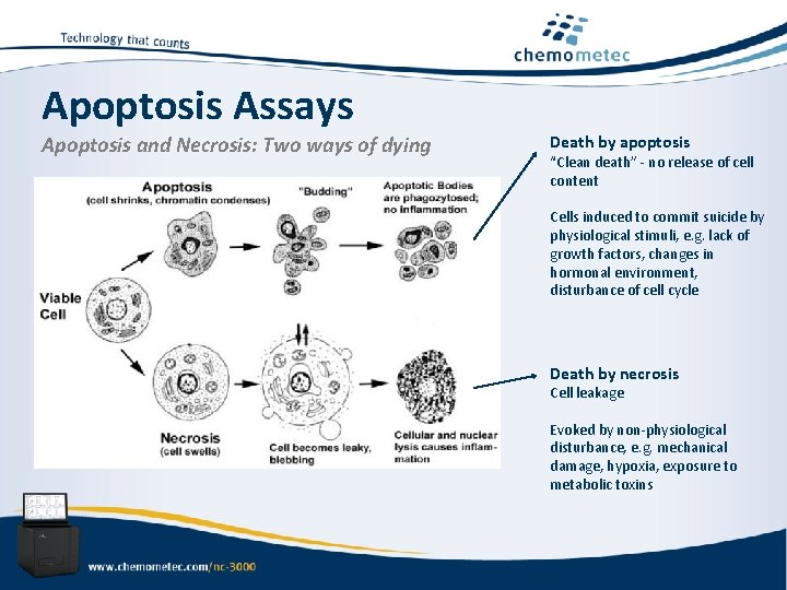 Apoptosis Assays Apoptosis and Necrosis: Two ways of dying Death by apoptosis “Clean death”