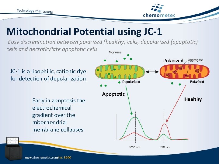 Mitochondrial Potential using JC-1 Easy discrimination between polarized (healthy) cells, depolarized (apoptotic) cells and