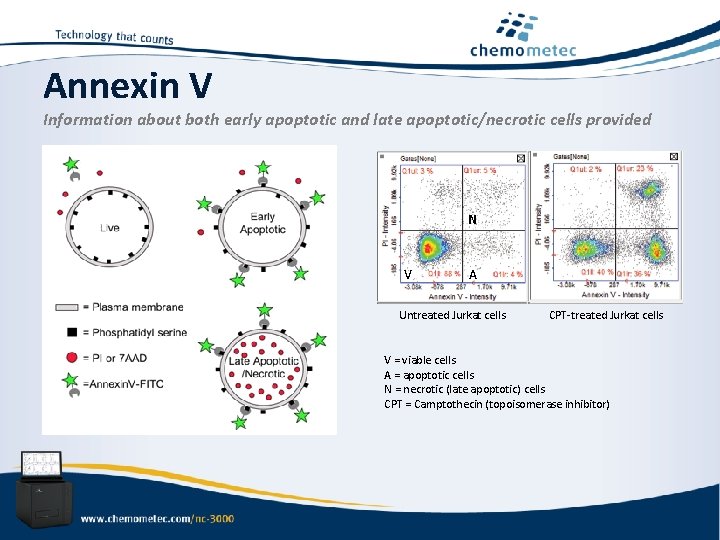 Annexin V Information about both early apoptotic and late apoptotic/necrotic cells provided N V