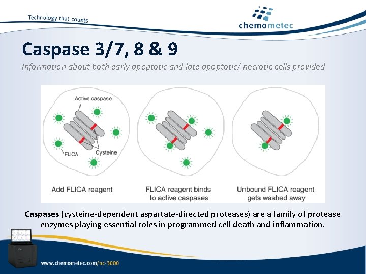 Caspase 3/7, 8 & 9 Information about both early apoptotic and late apoptotic/ necrotic