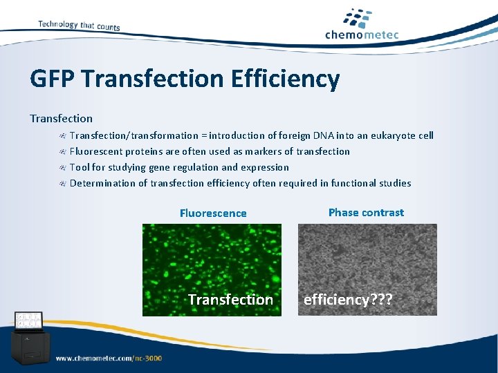 GFP Transfection Efficiency Transfection/transformation = introduction of foreign DNA into an eukaryote cell Fluorescent