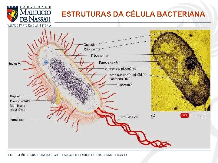 ESTRUTURAS DA CÉLULA BACTERIANA 