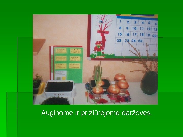 Auginome ir prižiūrėjome daržoves. 