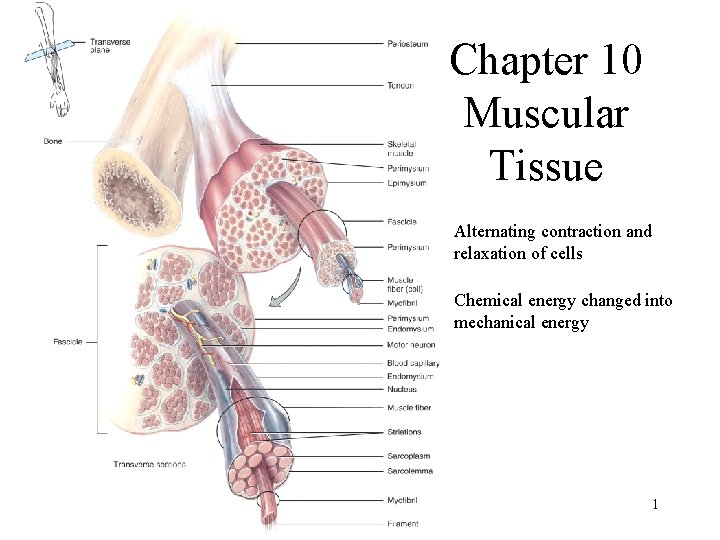 Chapter 10 Muscular Tissue • Alternating contraction and relaxation of cells • Chemical energy