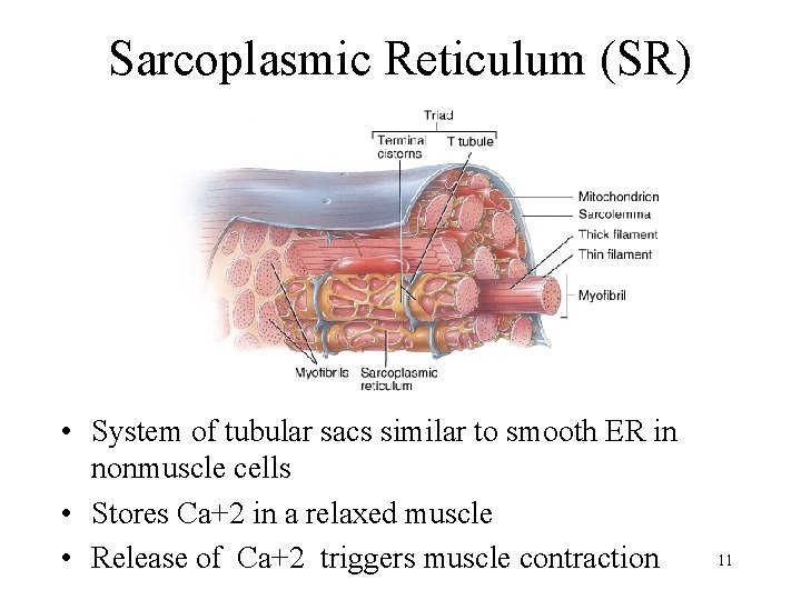 Sarcoplasmic Reticulum (SR) • System of tubular sacs similar to smooth ER in nonmuscle