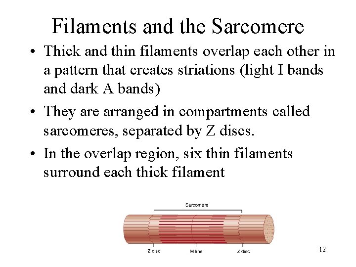 Filaments and the Sarcomere • Thick and thin filaments overlap each other in a
