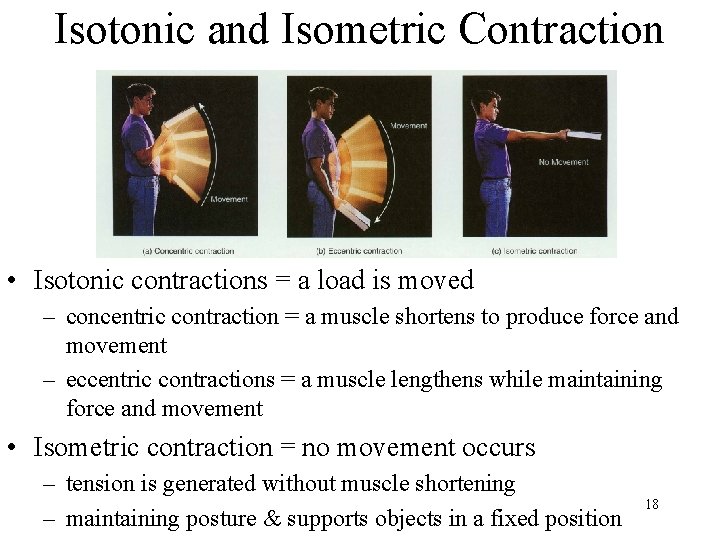 Isotonic and Isometric Contraction • Isotonic contractions = a load is moved – concentric