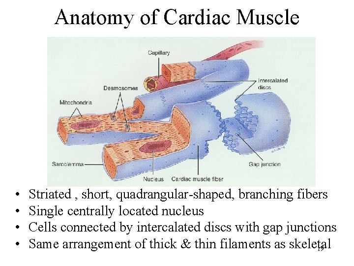 Anatomy of Cardiac Muscle • • Striated , short, quadrangular-shaped, branching fibers Single centrally