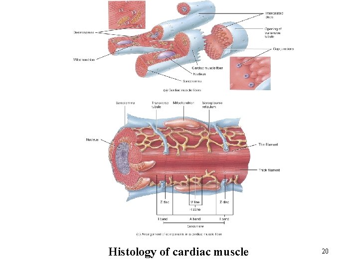 Histology of cardiac muscle 20 