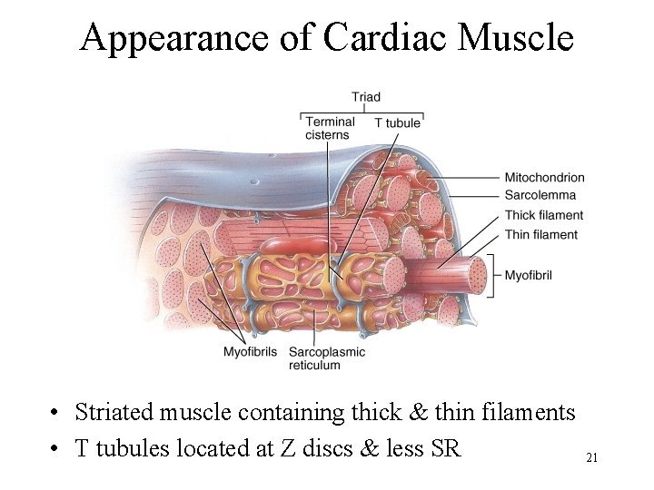 Appearance of Cardiac Muscle • Striated muscle containing thick & thin filaments • T