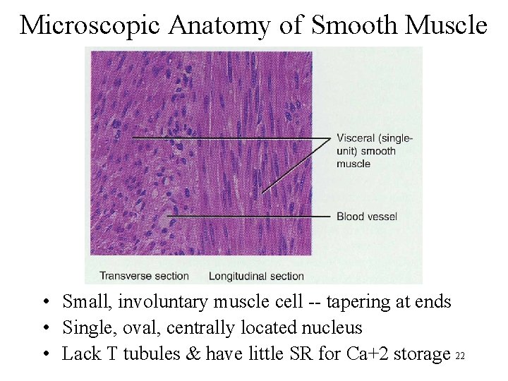Microscopic Anatomy of Smooth Muscle • Small, involuntary muscle cell -- tapering at ends