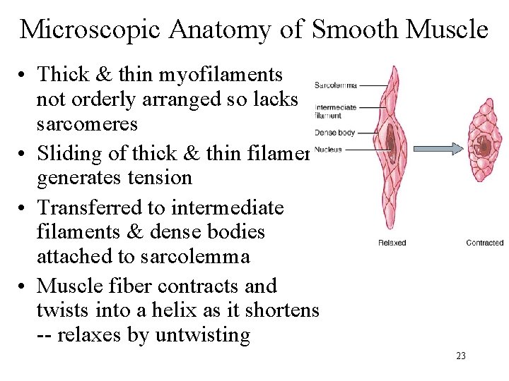 Microscopic Anatomy of Smooth Muscle • Thick & thin myofilaments not orderly arranged so