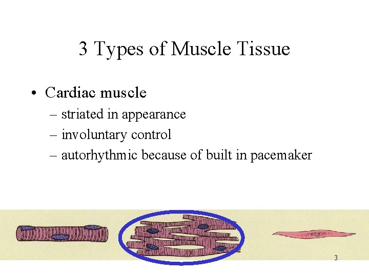 3 Types of Muscle Tissue • Cardiac muscle – striated in appearance – involuntary
