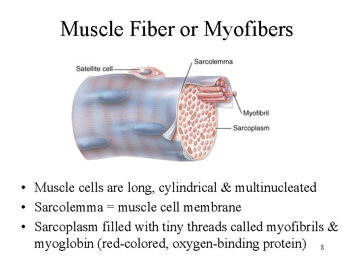 Muscle Fiber or Myofibers • Muscle cells are long, cylindrical & multinucleated • Sarcolemma