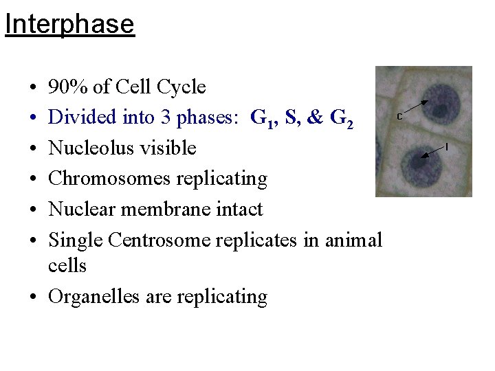 Interphase • • • 90% of Cell Cycle Divided into 3 phases: G 1, Interphase • • • 90% of Cell Cycle Divided into 3 phases: G 1,