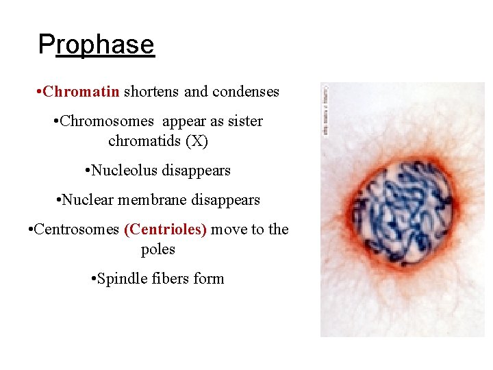 Prophase • Chromatin shortens and condenses • Chromosomes appear as sister chromatids (X) • Prophase • Chromatin shortens and condenses • Chromosomes appear as sister chromatids (X) •