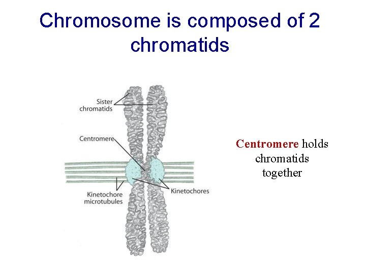 Chromosome is composed of 2 chromatids Centromere holds chromatids together Chromosome is composed of 2 chromatids Centromere holds chromatids together