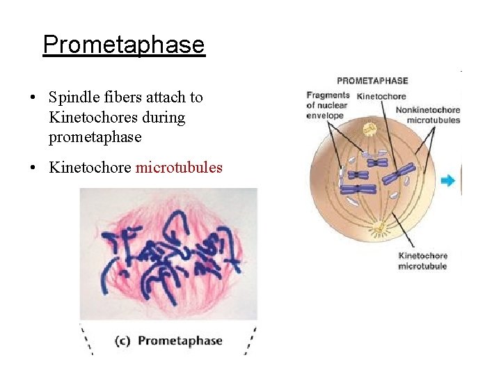 Prometaphase • Spindle fibers attach to Kinetochores during prometaphase • Kinetochore microtubules Prometaphase • Spindle fibers attach to Kinetochores during prometaphase • Kinetochore microtubules