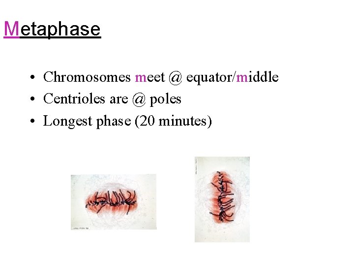 Metaphase • Chromosomes meet @ equator/middle • Centrioles are @ poles • Longest phase Metaphase • Chromosomes meet @ equator/middle • Centrioles are @ poles • Longest phase