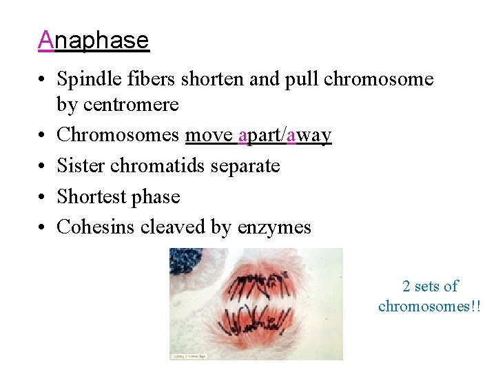 Anaphase • Spindle fibers shorten and pull chromosome by centromere • Chromosomes move apart/away Anaphase • Spindle fibers shorten and pull chromosome by centromere • Chromosomes move apart/away