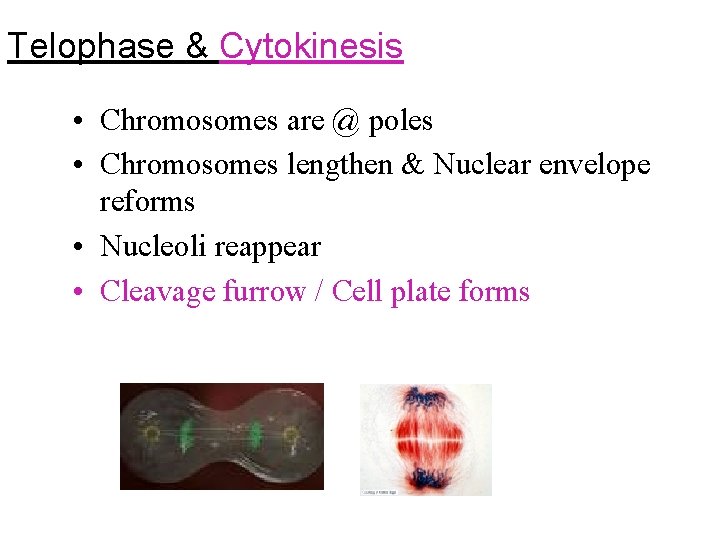 Telophase & Cytokinesis • Chromosomes are @ poles • Chromosomes lengthen & Nuclear envelope Telophase & Cytokinesis • Chromosomes are @ poles • Chromosomes lengthen & Nuclear envelope