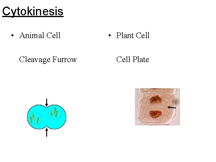 Cytokinesis • Animal Cell Cleavage Furrow • Plant Cell Plate Cytokinesis • Animal Cell Cleavage Furrow • Plant Cell Plate