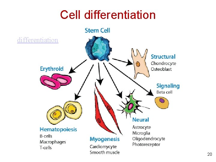 Cell differentiation 20 Cell differentiation 20