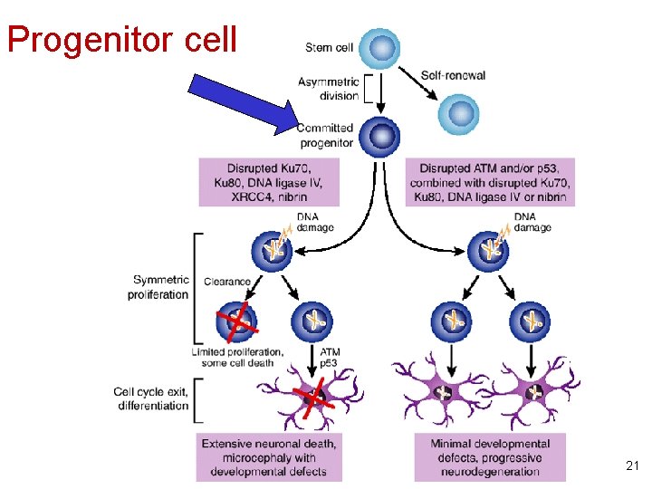Progenitor cell 21 Progenitor cell 21